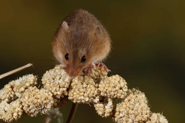 harvest mouse captured in natural habitat