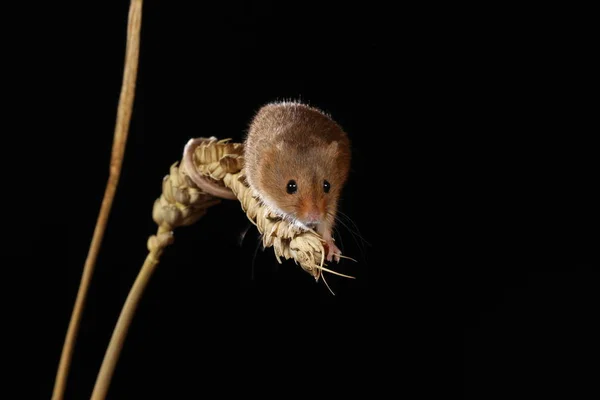 Жаркая Мышь Ухе Пшеницы — стоковое фото