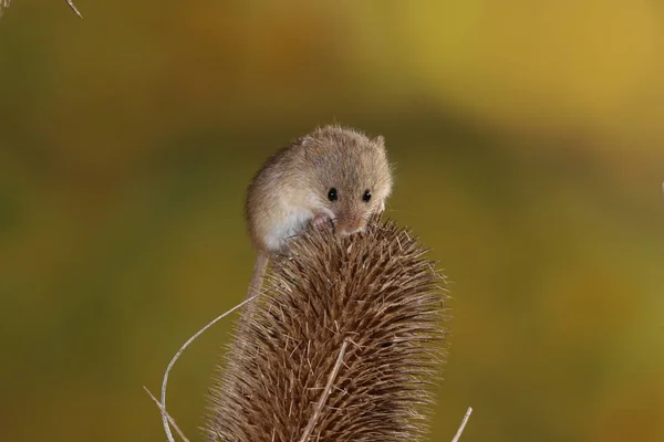Harvest Mouse Barbed Plant — Stock Photo, Image