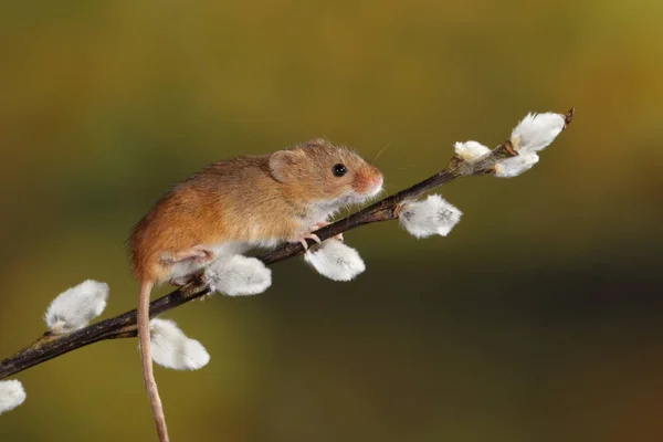 Harvest Mouse Willow Cats Branch — Stock Photo, Image