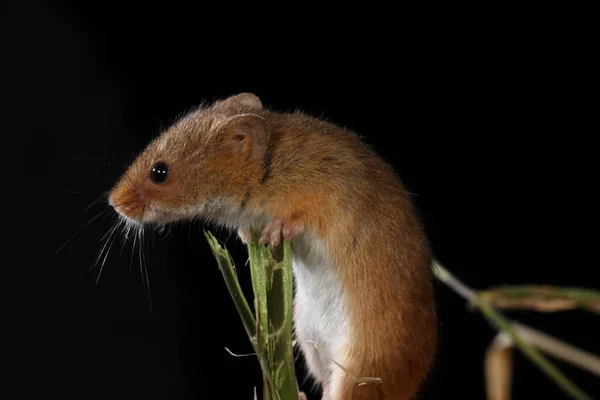 Harvest Mouse Captured Natural Habitat — Stock Photo, Image