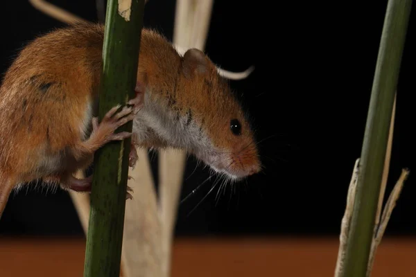 Récolte Souris Capturées Dans Habitat Naturel — Photo