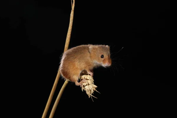 Raccolto Del Topo Sulla Spiga Del Grano — Foto Stock