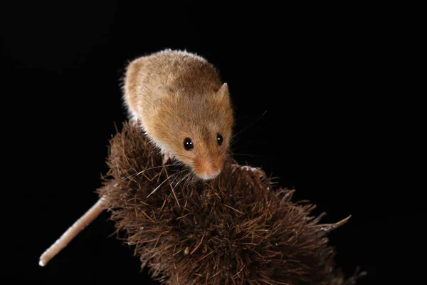 Ποντίκι Συγκομιδή Στο Αγκαθωτό Φυτό — Φωτογραφία Αρχείου