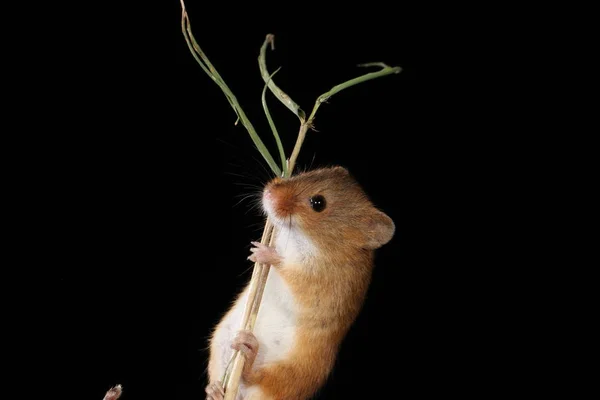 Harvest Mouse Captured Natural Habitat — Stock Photo, Image