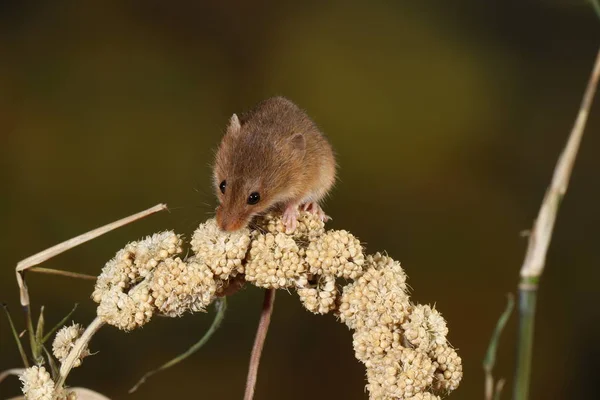 Raccolta Del Topo Catturato Habitat Naturale — Foto Stock