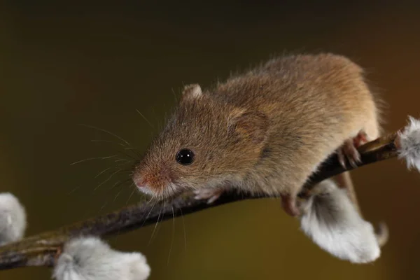 Récolte Souris Sur Branche Des Chats Saule — Photo