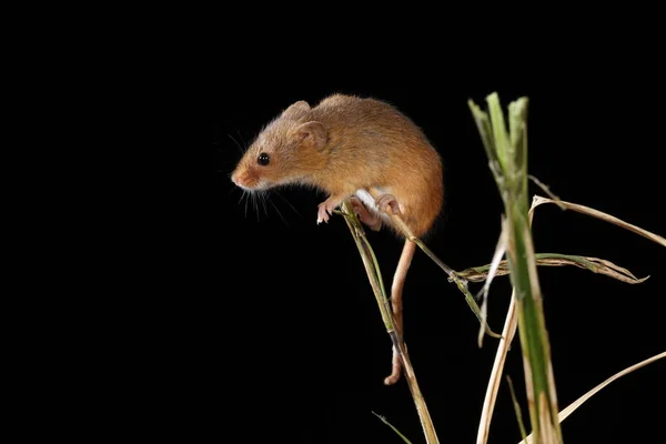 Harvest Mouse Captured Natural Habitat — Stock Photo, Image