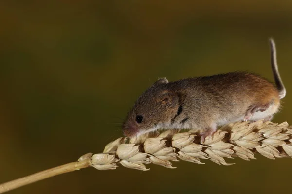 Moisson Souris Sur Oreille Blé — Photo