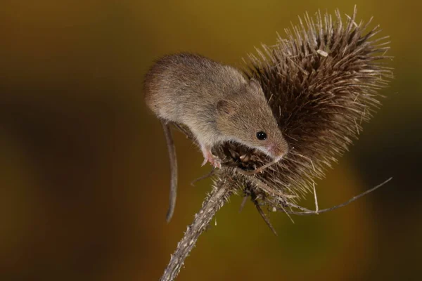 Erntemaus Auf Der Stachelbeetpflanze Stockfoto