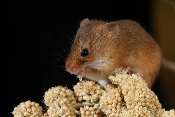 Erntemaus Natürlichem Lebensraum Gefangen Stockbild