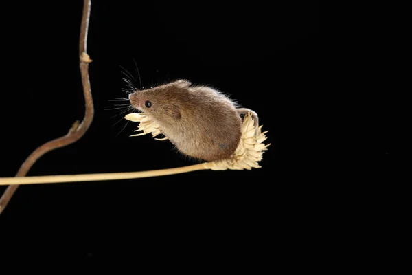 Erntemaus Auf Der Weizenähre lizenzfreie Stockfotos