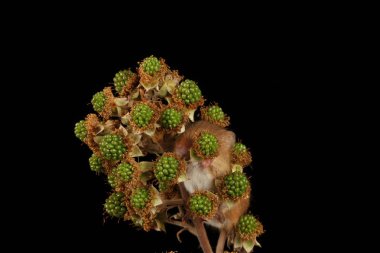 bulanık arka plan karşı böğürtlen dalı üzerinde sevimli hasat fare