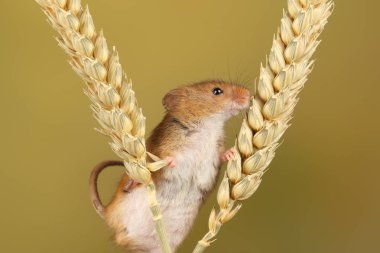 bulanık arka plan karşı buğday kulakları üzerinde oynayan sevimli hasat fare
