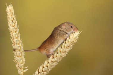 bulanık arka plan karşı buğday kulağı üzerinde oynayan sevimli hasat fare