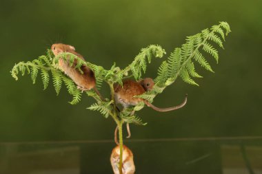 koyu arka planda eğrelti otu oynayan sevimli hasat fareler 