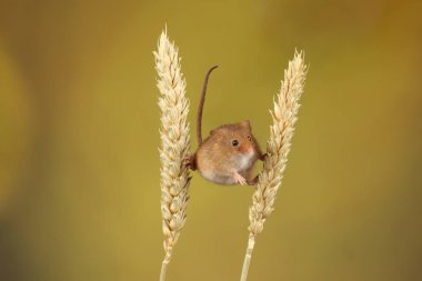 bulanık arka plan karşı buğday kulakları üzerinde oynayan sevimli hasat fare