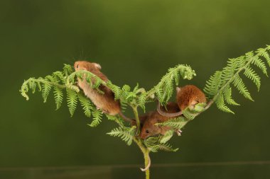koyu arka planda eğrelti otu oynayan sevimli hasat fareler 