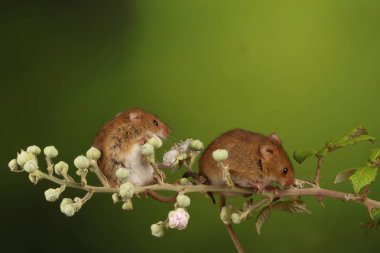 bulanık arka plan karşı çiçekli dal üzerinde sevimli hasat fareler