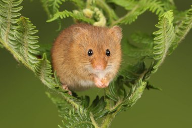 koyu arka planda eğrelti otu oynayan sevimli hasat fare