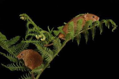 koyu arka planda eğrelti otu oynayan sevimli hasat fareler