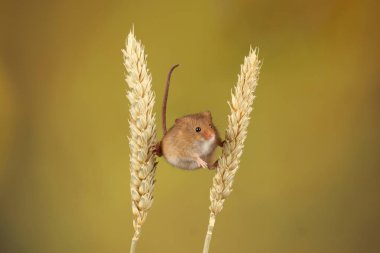 bulanık arka plan karşı buğday kulakları üzerinde oynayan sevimli hasat fare