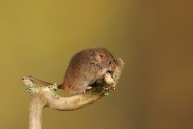 bulanık arka plan karşı ahşap sopa üzerinde sevimli hasat fare