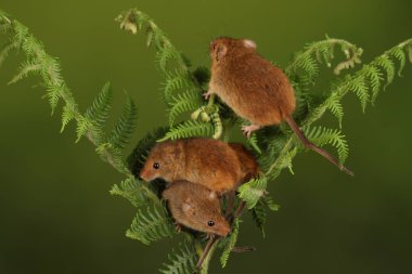 koyu arka planda eğrelti otu oynayan sevimli hasat fareler 