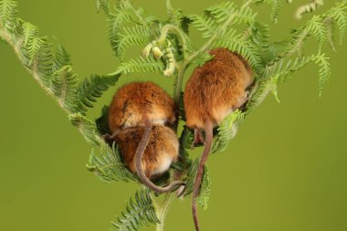 koyu arka planda eğrelti otu oynayan sevimli hasat fareler 