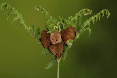 koyu arka planda eğrelti otu oynayan sevimli hasat fareler 