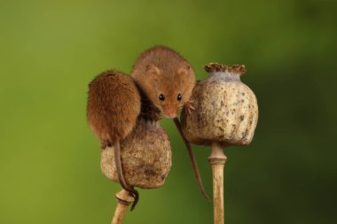 haşhaş kafalı sevimli hasat fareler 