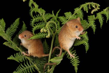 koyu arka planda eğrelti otu oynayan sevimli hasat fareler