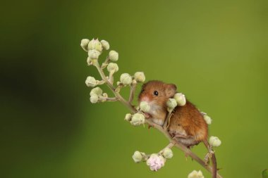 bulanık arka plan karşı çiçekli dal üzerinde sevimli hasat fare