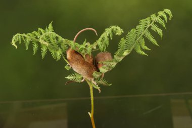 koyu arka planda eğrelti otu oynayan sevimli hasat fareler 