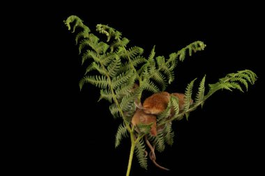 koyu arka planda eğrelti otu oynayan sevimli hasat fareler