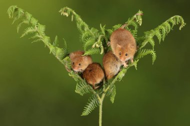 koyu arka planda eğrelti otu oynayan sevimli hasat fareler 