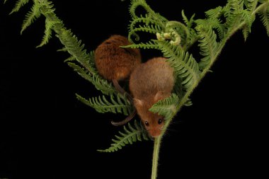 koyu arka planda eğrelti otu oynayan sevimli hasat fareler