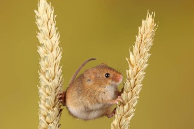 bulanık arka plan karşı buğday kulakları üzerinde oynayan sevimli hasat fare