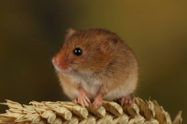 bulanık arka plan karşı buğday kulağı üzerinde oynayan sevimli hasat fare