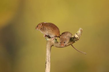 bulanık arka plan karşı ahşap sopa üzerinde sevimli hasat fareler