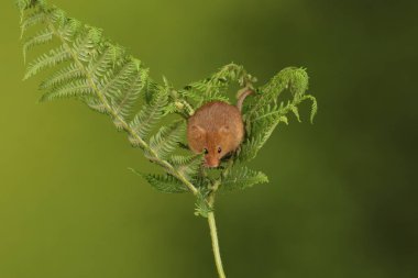 koyu arka planda eğrelti otu oynayan sevimli hasat fare