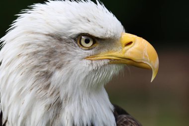 güzel beyaz kartal kafa , yakın çekim  