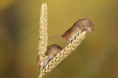 bulanık arka plan karşı buğday kulakları üzerinde oynayan sevimli hasat fare