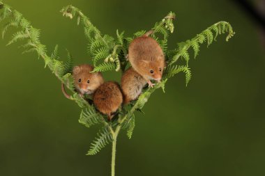 koyu arka planda eğrelti otu oynayan sevimli hasat fareler 