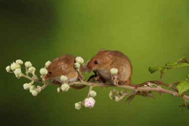 bulanık arka plan karşı çiçekli dal üzerinde sevimli hasat fareler