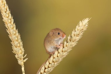 bulanık arka plan karşı buğday kulağı üzerinde oynayan sevimli hasat fare
