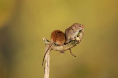 bulanık arka plan karşı ahşap sopa üzerinde sevimli hasat fareler