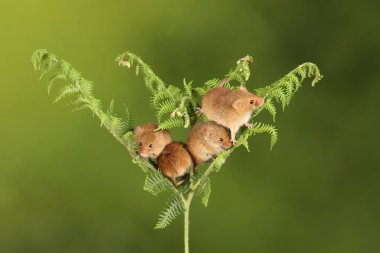 koyu arka planda eğrelti otu oynayan sevimli hasat fareler 