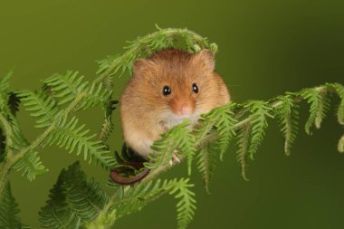 koyu arka planda eğrelti otu oynayan sevimli hasat fare