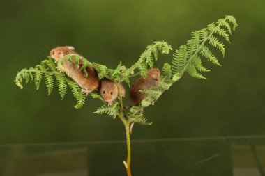 koyu arka planda eğrelti otu oynayan sevimli hasat fareler 